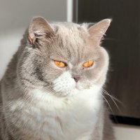 Dexter The Cat(@DailyDex) 's Twitter Profile Photo