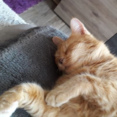 Ivvona1's profile picture. ***** ***
#Trzaskowski2025