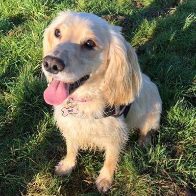 Hi frens! My name is Bonnie, I am 2 years old and I am a cocker spaniel. People say I am an unusual colour for a cocker but I’m just me! 🐾