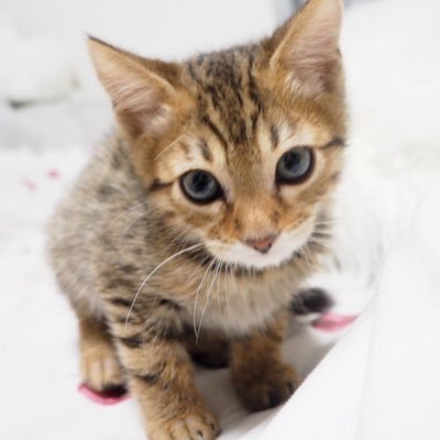 こじろう A Twitter ふみふみして 落ち着いたらいつも寝ます 猫のいる幸せ 猫のいる生活 猫 猫好きな人と繋がりたい 子猫 かわいいと思ったらrt こじろう A Twitter ふみふみして 落ち着いたらいつも寝ます 猫のいる幸せ 猫のいる生活 猫 猫好きな人と繋がりたい 子猫 かわいいと思ったらrt