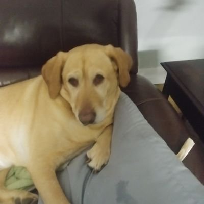 katemo65's profile picture. Democrat. #RESIST #voteblue2022 #strongertogether Prob wont reply to DMs but will follow back.