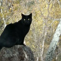 nuclear arborist (@nucleararborist) 's Twitter Profile