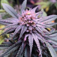NewfieGrower(@GrowerNewfie) 's Twitter Profile Photo