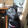 hewlett100's profile picture. Country life with no cruelty, cooking/baking, growing things, always speak up for the animals, have @spanishstray dog, cat (& lovely Husband) RIP Joe & Dan x 💔