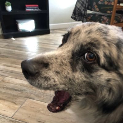 bheuett's profile picture. Sun Devils|Outdoorsman|Hunter|Kings Hunting Calendar, Mr. July 2011|Traveler🇺🇸🇯🇲🇲🇽🇧🇸🇰🇾🇨🇦|4X Bee Sting Survivor|Allergic To Lack Of Common Sense