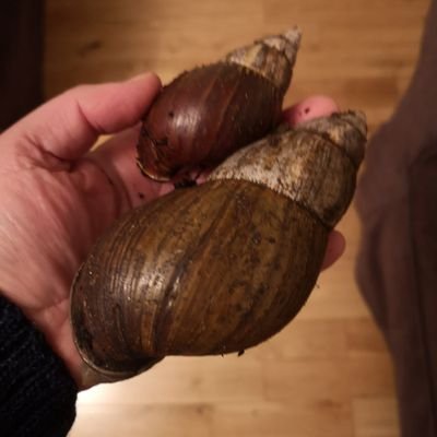 MnGnAnM's profile picture. 