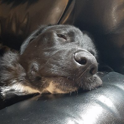 Profile Picture of Douglas Alexander Forman (@Douglas38576774) on Twitter