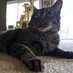 Isaac dude (OTRB🌈) (@rocketcat09) Twitter profile photo Isaac dude (OTRB🌈) (@rocketcat09) Twitter profile photo