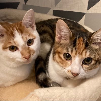 ココラテ 猫じゃらしは食べる系猫 猫 猫好きさんと繋がりたい かわいい 猫写真 猫のいる暮らし 猫のいる幸せ 三毛猫 ココラテ 猫じゃらしは食べる系猫 猫 猫好きさんと繋がりたい かわいい 猫写真 猫のいる暮らし 猫のいる幸せ 三毛猫