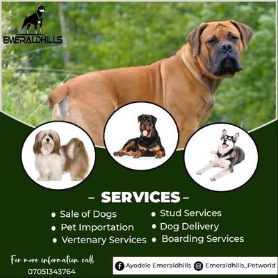 Dog Trainer, Imports & Sales'
M.D @EMERALD'HILLS Kennel
Pedigree dogs, SALES, TRAINING & Imports
I.g; @emeraldhills_petsword
Lagos; 07051343764 
We Waybill Fast
