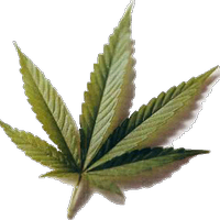 Tuca_Mote (@pineda77) 's Twitter Profile Photo