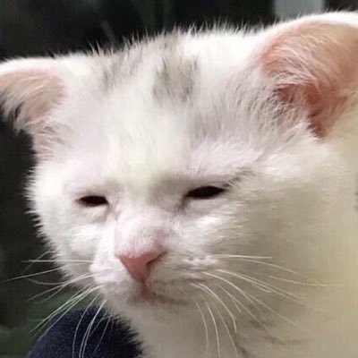 Asahirchive's profile picture. 하..마다아사히