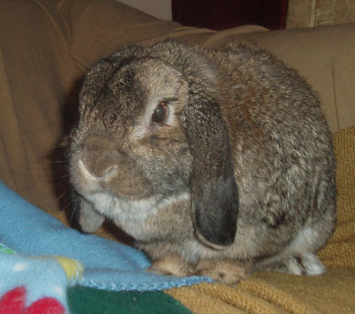 zipperandmolly's profile picture. former humane investigator in Illinois,work in animal rescue with a specialty in rabbit rescue and rehome.