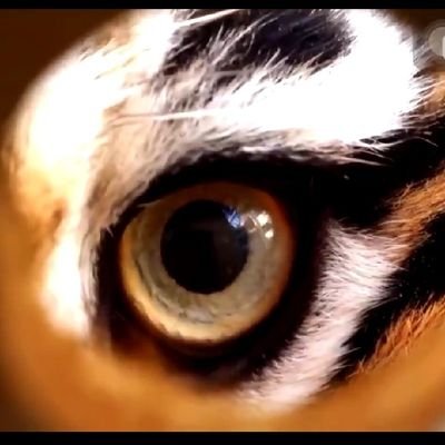 krubkrib4946's profile picture. มี