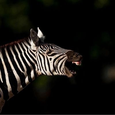 PurtaksirFakiri's profile picture. Entelijansiya ve Cumhuriyet