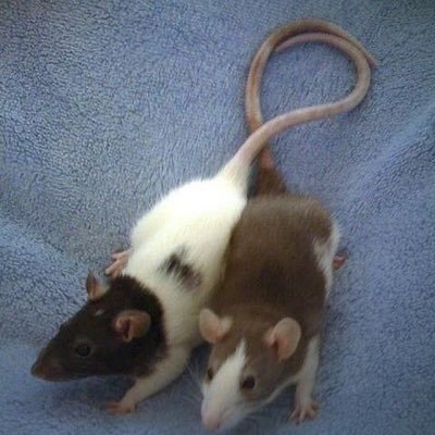 Pissyratgirl's profile picture. I ate a fucking battery.
