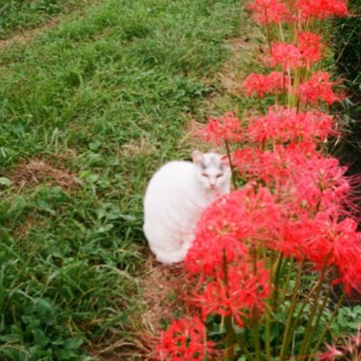 棗(ナツメ)さんのプロフィール画像