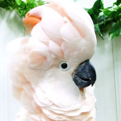 yasoshima16's profile picture. fx時々ランニング(´･ω･｀)