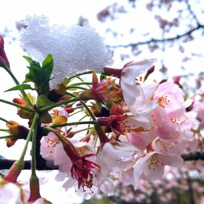 Ramchan44's profile picture. 