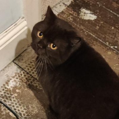 ZablonGello's profile picture. I'm still alive.