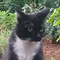 Jack, the Hooligan Cat(@GinnyStone) 's Twitter Profileg