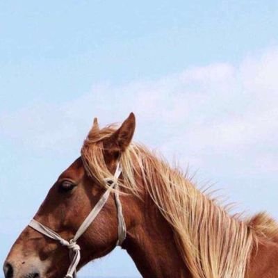 لن اكتب كما هم غيري لانني اعلم جيدآ لست بحاجة الى بعض الحروف والكتابات لشرح من (انا) عذرآ لا اؤمن باالواقع السخيف ولا يعجبني ألا الخيال المقنع لي &