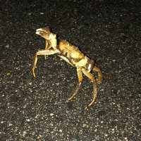 カニ (@nut32678076) 's Twitter Profile