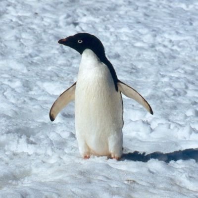 floczii's profile picture. Ingénieur Cyberdéfense - Pentester | OSCP