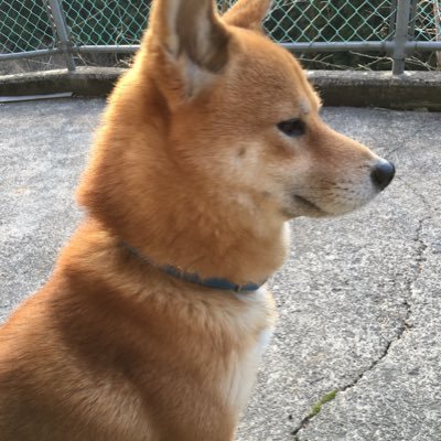 動物好き。酒好き。料理好き。食べ歩き好き。旅行好き(*^∀^)~♬