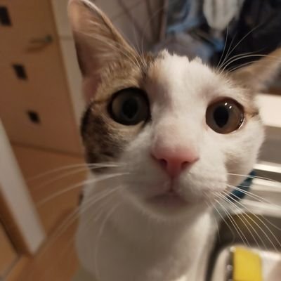 無言フォローOK。相互フォロー100%。日本人として日本が陥れられないよう日本の為に情報等の意見発信をしていきます。