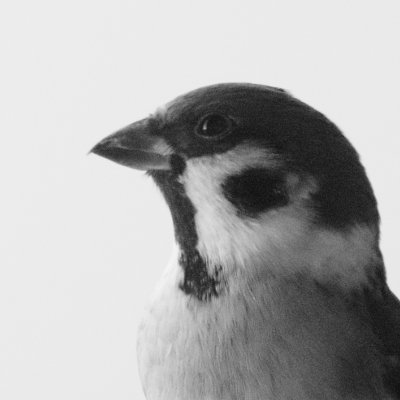 主にスズメと札幌の住宅地で見られる鳥を撮影しています。
つまらぬ写真(モノ)でありますが、お暇な時にご覧ください。

※使用しているカメラはCanon EOS R、レンズは主にSIGMA150-600（Co）であります。
※無言フォローお許し下さい