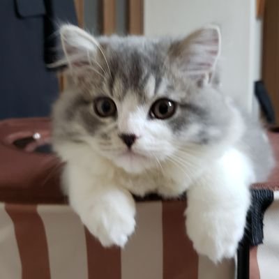 sukonekoritsu's profile picture. 【りつ】2020年8月6日生まれのたち耳スコティッシュホールドの男の子。 ブルーダビー＆ホワイト。
【ゆず】2022年1月13日生まれのたち耳スコの女の子。 ダイリュートキャリコ。
成長の記録はこちら。
https://t.co/1f4IdFZWJe