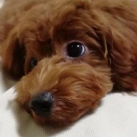 maruparu2025 (@maruparu2020) 's Twitter Profile