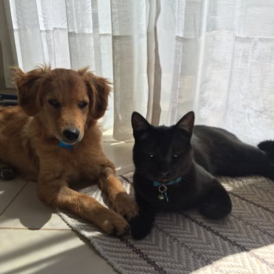 🐈🐕🐈‍⬛🐾