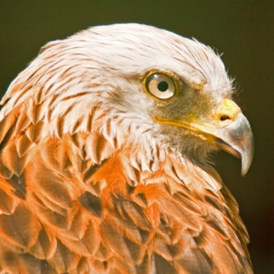 Friends of Red Kites, in the North East of England.