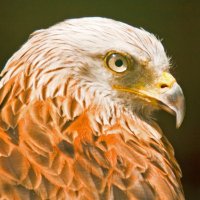 Friends of Red Kites(@FriendsKites) 's Twitter Profileg