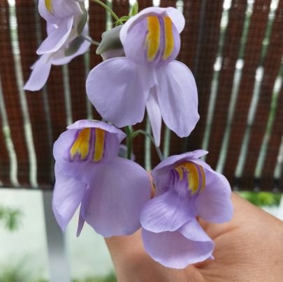 植物が大好きな男子です。
特に山野草、野生ラン、食虫植物が好きです。テラリウムもやってます。
同じ趣味の人ぜひともつながりましょう！