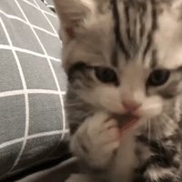 𝙎𝙥𝙤𝙣𝙜𝙚- (@9krdyx6yb9zuizn) 's Twitter Profile