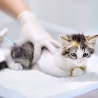 Acatavir (@acatavir) 's Twitter Profile