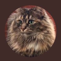 Kruzer Kat(@KruzerKat1) 's Twitter Profile Photo