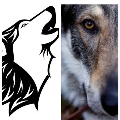 BestWolf13 Profile Picture