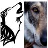 BestWolf13's profile picture. Meinung frank, frei und fair. Ein Like heißt zur Kenntnis genommen.