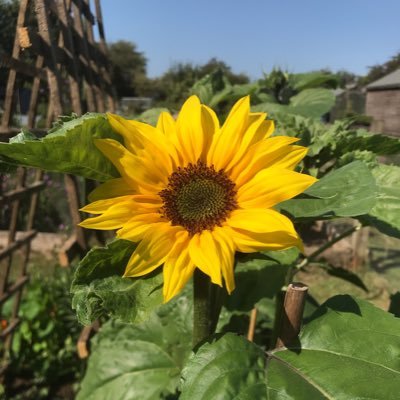 happiness is sunflowers, cats, sunshine , friends, family, gin, sea and a good book but not necessarily in that order or all at the same time 🐾🌻💚