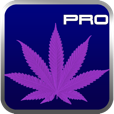 STRAINS PRO: an advanced guide to distinctive cannabis for iOS. ( iPhone / iPad )