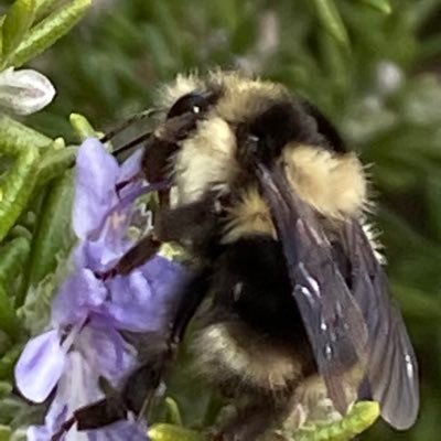 Naturalist. Scicomm. Bumblebee ambassador. Native bee nut. Bonkers for birds. Love lichens. Gaga for geology. All the things, really. He/They #staybumble