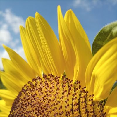 zephemeries's profile picture. P A D A Y O N 🌻