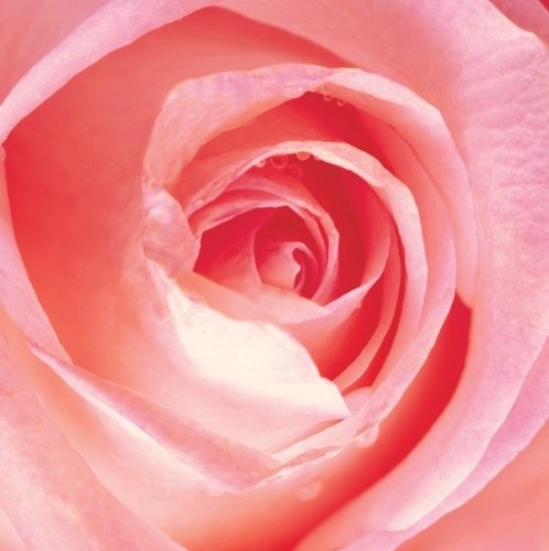 felzahraa's profile picture. 