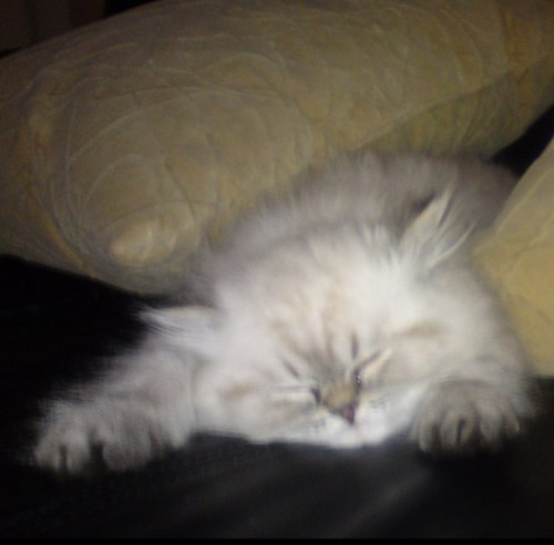 Fatty McNugget's Mom