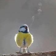 FirecrackerKeri's profile picture. Northerner currently in the Middle. Did the South, didn't much like it. (Opinions me, not employers) (Header @coldwarsteve)