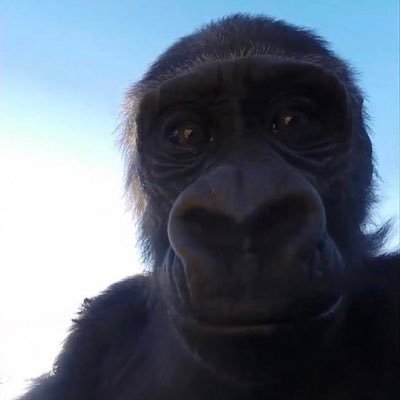 Aboki4live's profile picture. Don't really know what bio means so I am going to leave this space blank